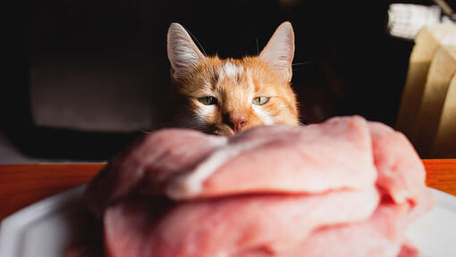 Cats eating chicken top bones